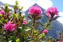 Alpenrosen Alpenrosen