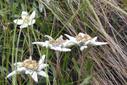 Edelweiss Edelweiss