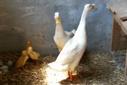 Enten Enten
