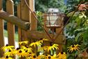Garten Sommer Garten Sommer