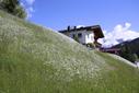 Fruehling beim Haus Angerl Fruehling beim Haus Angerl