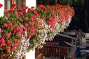 Blumenschmuck, Panorama Blumenschmuck, Panorama